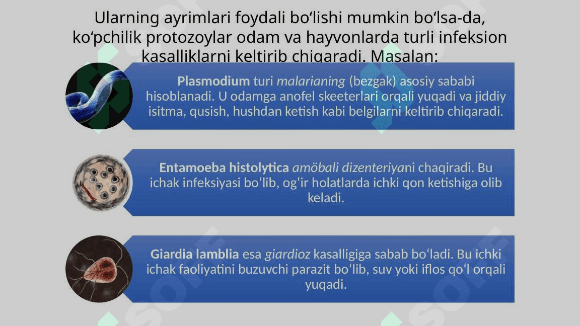 Protozoylar-Umumiy-malumot-va-infeksion-kasalliklar 5