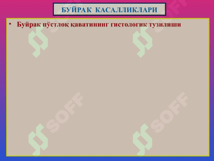 БУЙРАК  КАСАЛЛИКЛАРИ 2