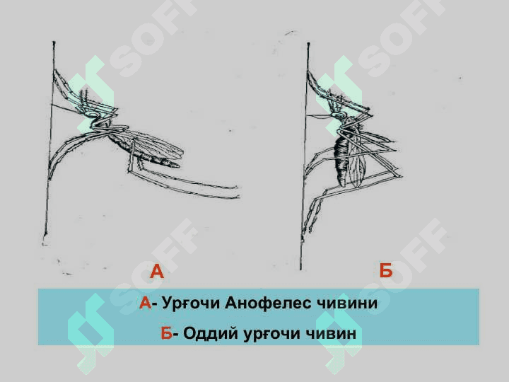 БЕЗГАК (МАЛЯРИЯ, MALARIA) 7