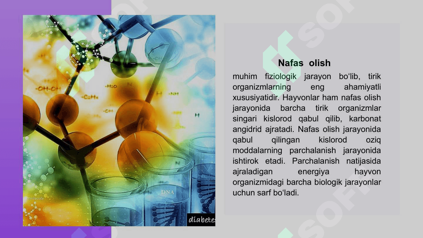 Odam va hayvonlarning nafas olishi. 6