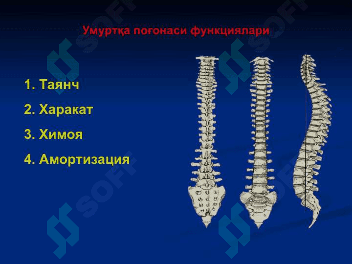 Умуртқа поғонаси ва чаноқ сохаси жарохатлари 5