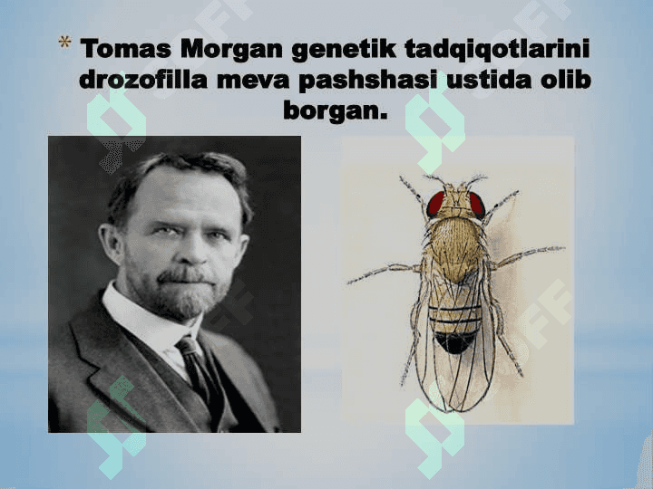 BELGILARNING JINSGA BOG‘LIQ HOLDA IRSIYLANISHI 2