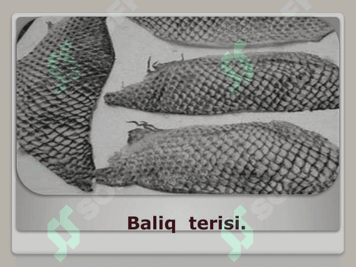 Baliqlar 7
