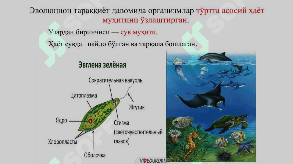 Муҳит ва экологик омиллар 3