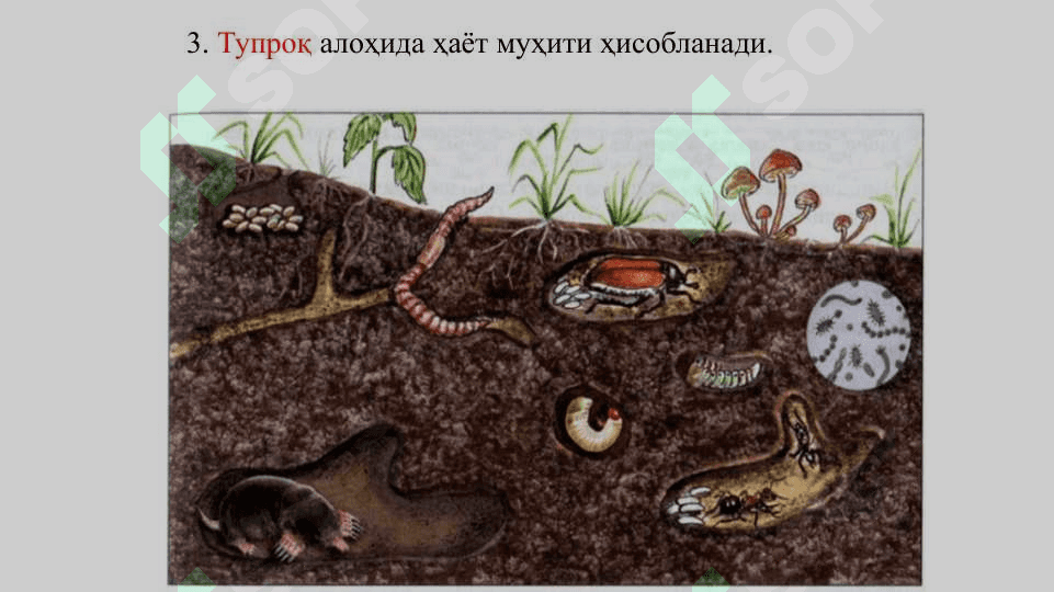 Муҳит ва экологик омиллар 5