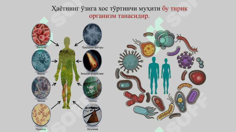 Муҳит ва экологик омиллар 6