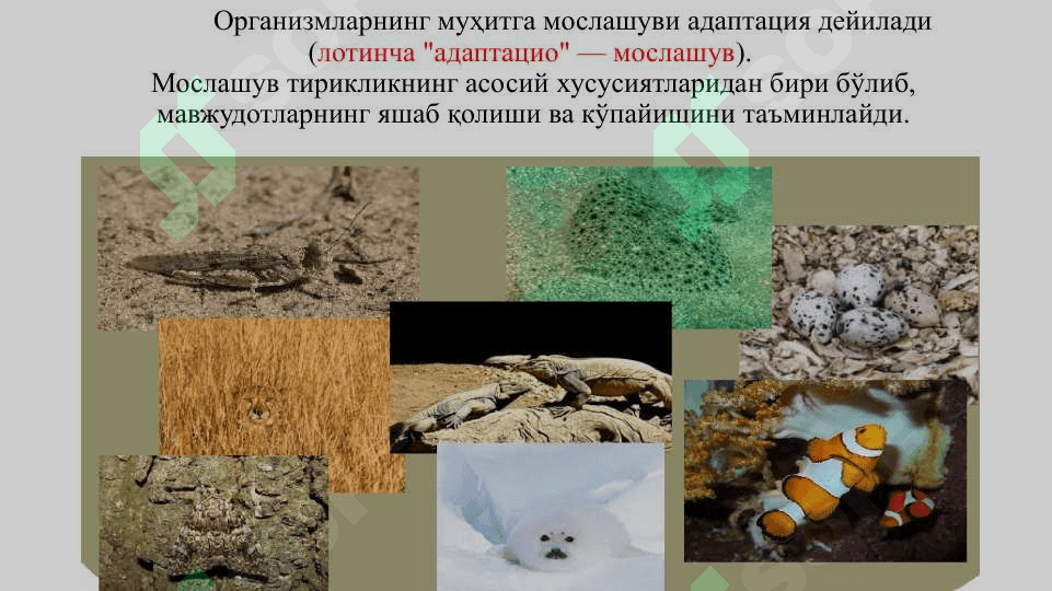 Муҳит ва экологик омиллар 7