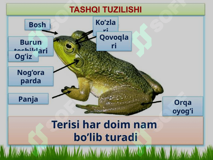 SUVDA HAMDA QURUQLIKDA YASHOVCHILAR SINFI 4