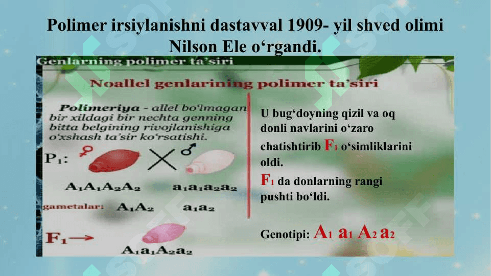 Genlarning polimer, ko‘p tomonlama ta’siri 5