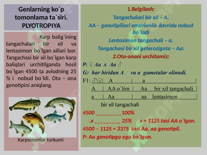 NOALLEL GENLARNING PLEYOTROP  TA`SIRI 4