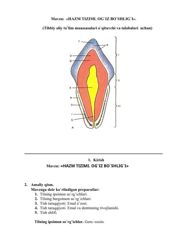 HAZM TIZIMI. OG`IZ BO`SHLIG`I