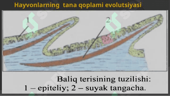 Hayvonlarning tana qoplami 4