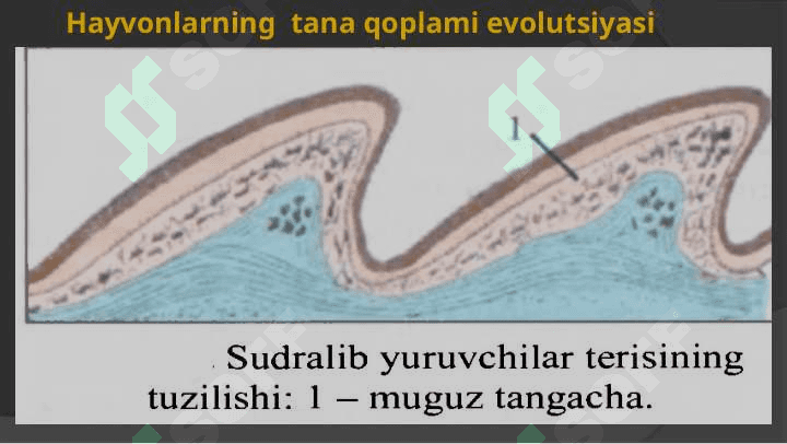 Hayvonlarning tana qoplami 6