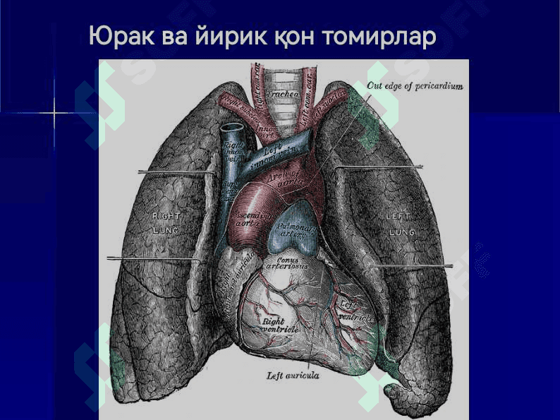 Юрак, қон айланиш доиралари, юракнинг ёшга қараб ўзгариши 4
