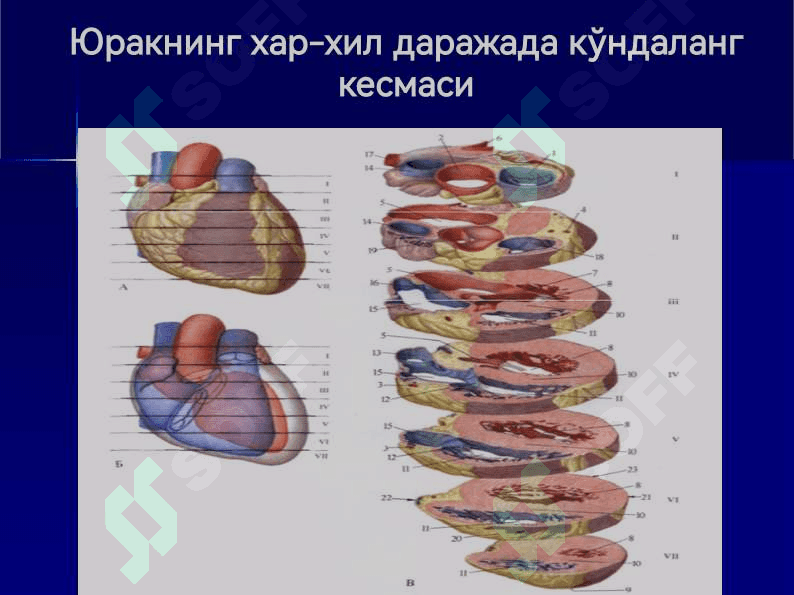 Юрак, қон айланиш доиралари, юракнинг ёшга қараб ўзгариши 7
