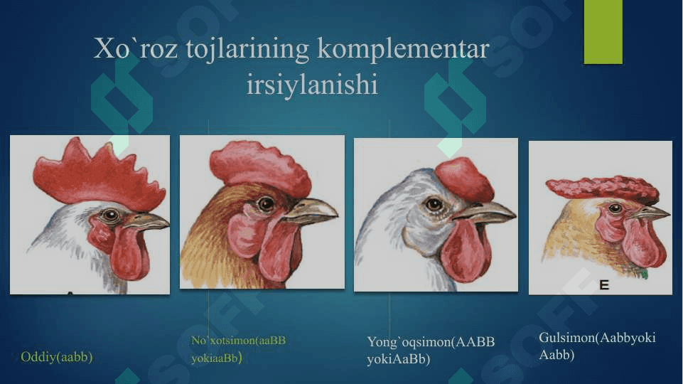 Noallel genlarning o`zaro ta’siri 7