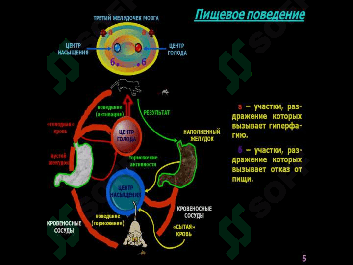 Ҳазм тизими физиологияси 6