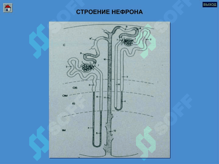 ГЛОМЕРУЛОНЕФРИТЛАР ПИЕЛОНЕФРИТЛАР 6