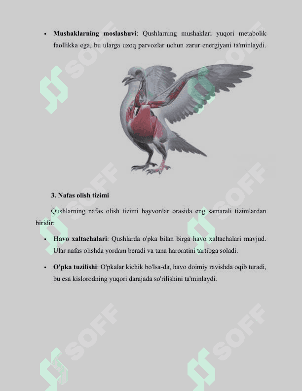 Qushlarning uchishga moslanish xususiyatlari 8