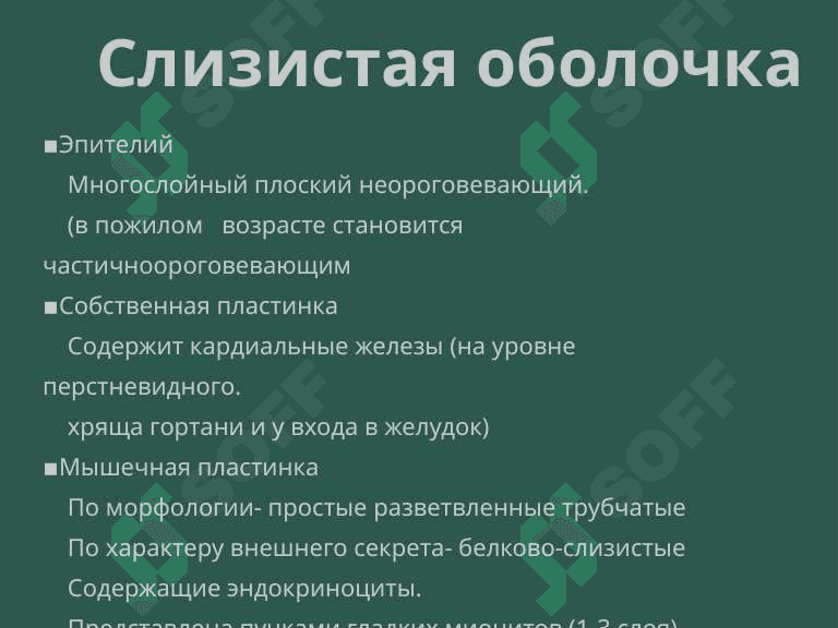 Пищеварительная система. Пищевода,желудок и кишечник. 5