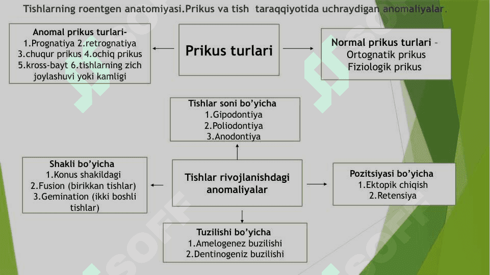 Anatomiya logichiskiy 2