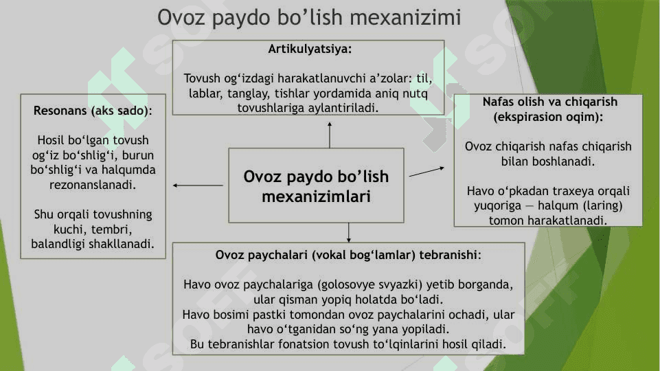 Anatomiya logichiskiy 3