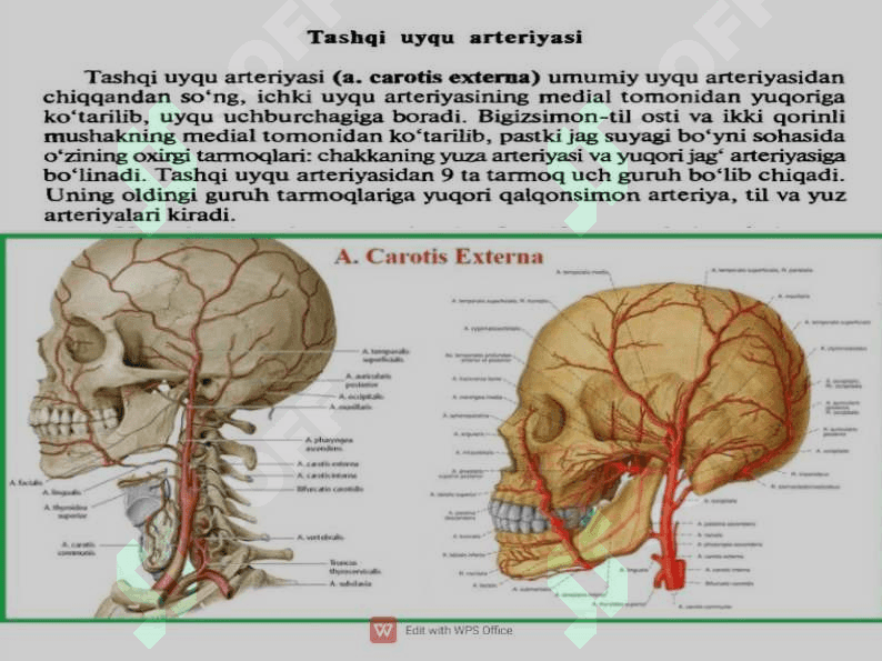 Yuz arteriyasi topografiyasi 3