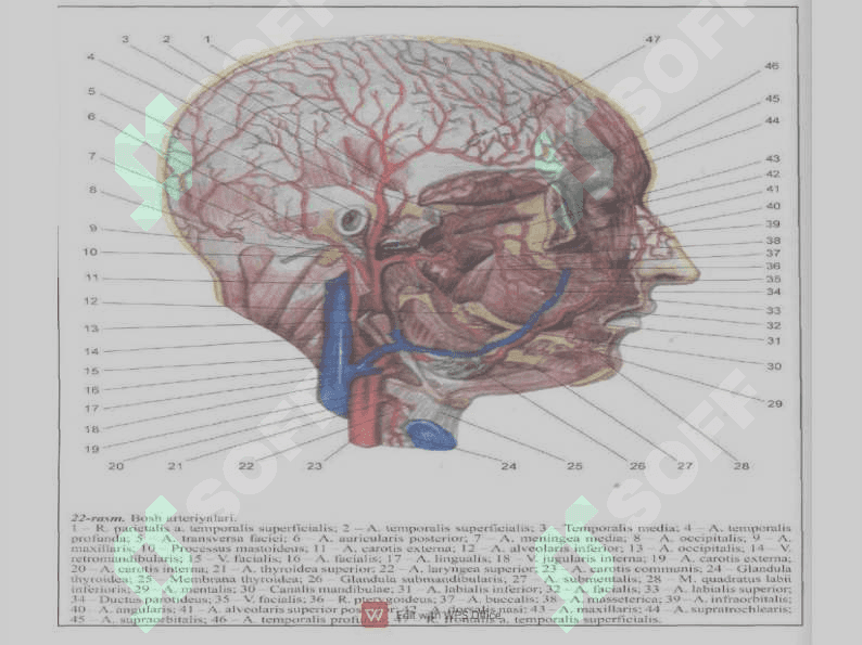 Yuz arteriyasi topografiyasi 4