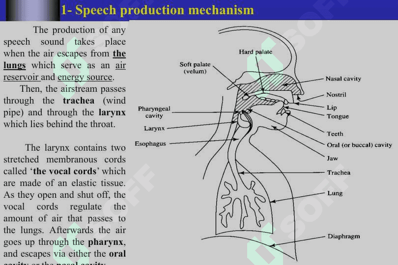 The organs of speech 3