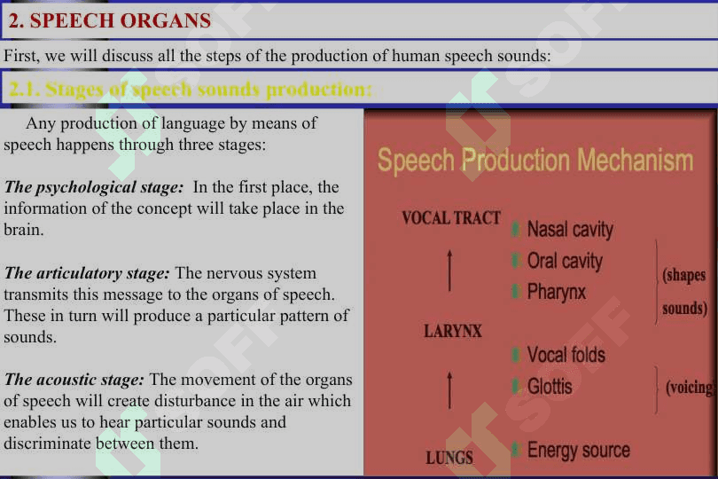 The organs of speech 4