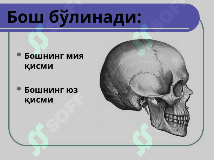 Бошнинг топографик анатомияси.Бошда бажариладиган операциялар 3