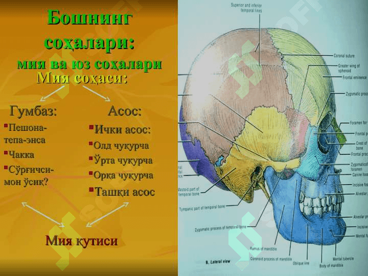Бошнинг топографик анатомияси.Бошда бажариладиган операциялар 4