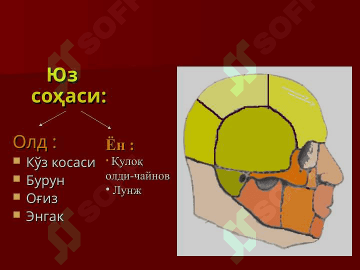 Бошнинг топографик анатомияси.Бошда бажариладиган операциялар 5