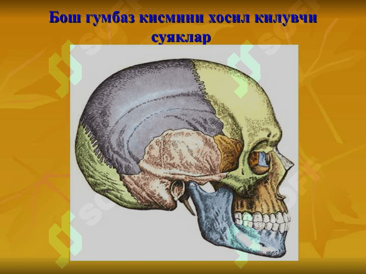 Бошнинг топографик анатомияси.Бошда бажариладиган операциялар 8