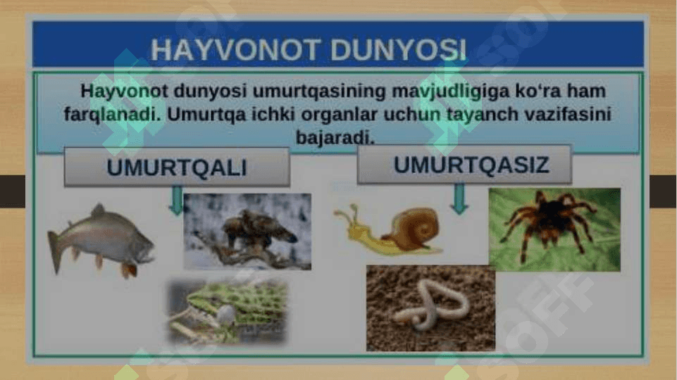 Umurtqasiz hayvonlar azolar tizimi SLAYD.pptx 2