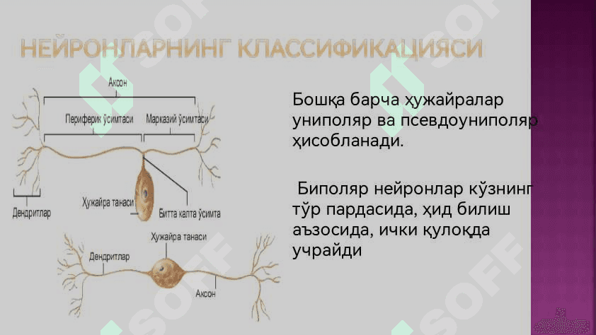 Нерв тукимаси 8