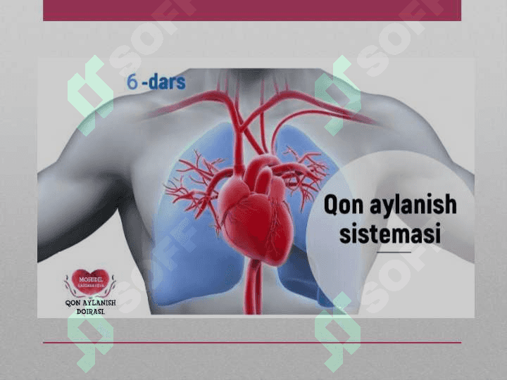 Qon aylanish doiralari va yurakning vazifalari 2