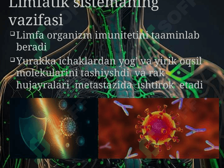 Limfatik sistema va uning immunitetdagi roli 3