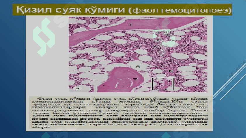 ҚОН ВА ҚОН ЯРАТИЛИШИ 8