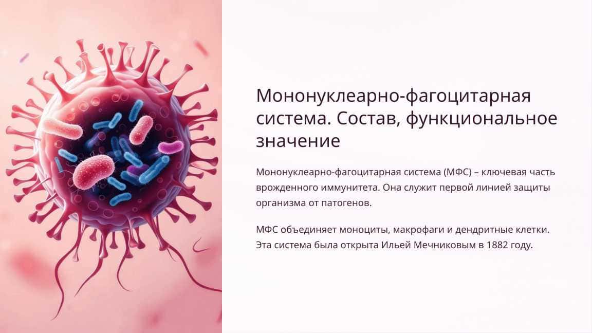 Мононуклеарно-фагоцитарная система. Состав, функциональное значение_2