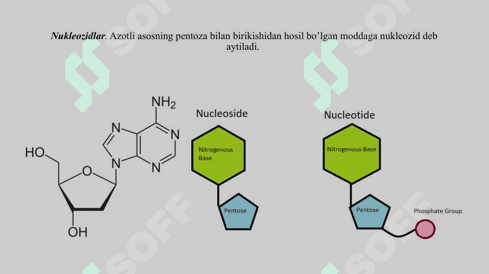 Irsiyatning moddiy asoslari 4