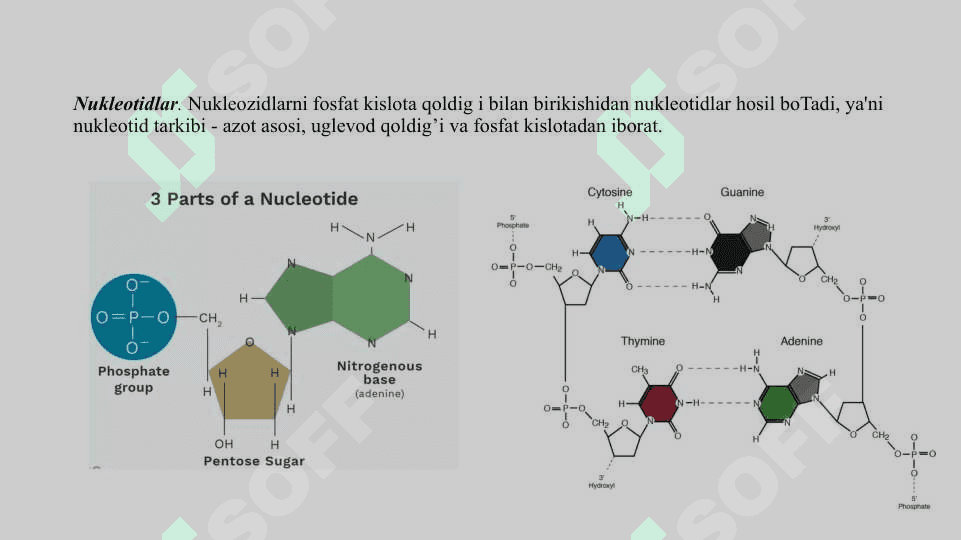 Irsiyatning moddiy asoslari 5