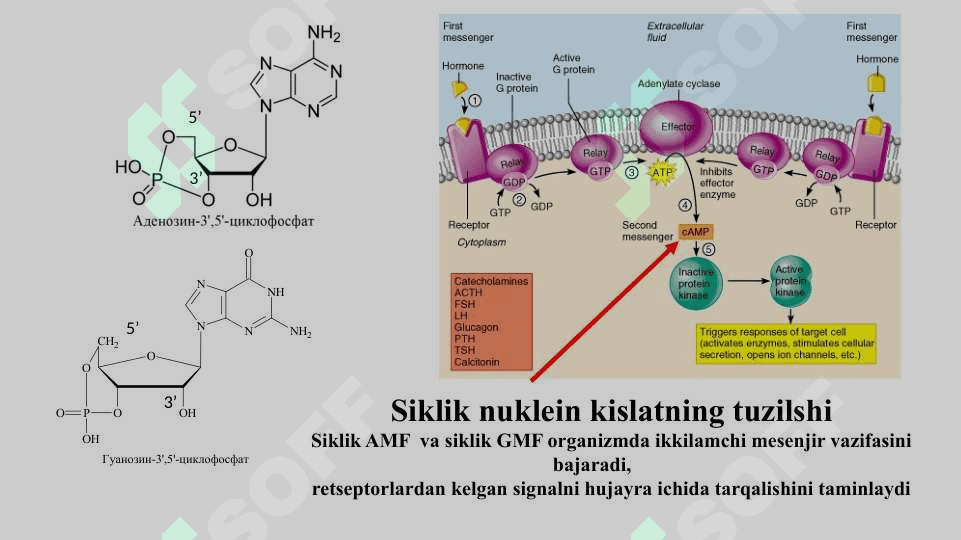 Irsiyatning moddiy asoslari 7