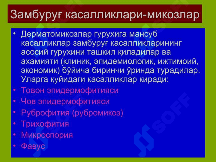 Терининг тузилиши, морфологик элементлари 5
