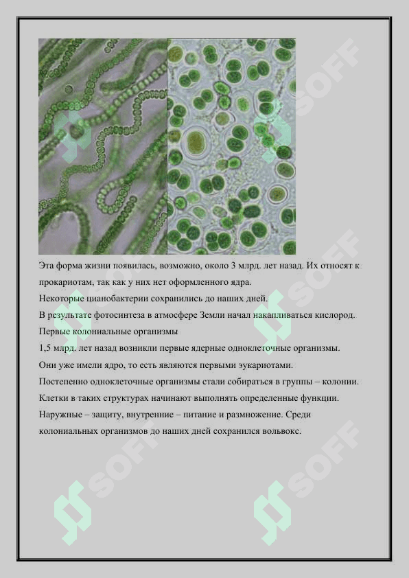 Эволюция растений и их появление в историческом процессе живой природы 3