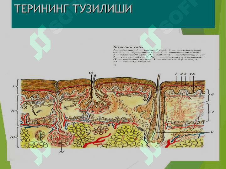 Терининг тузилиши, морфологик элементлари 3