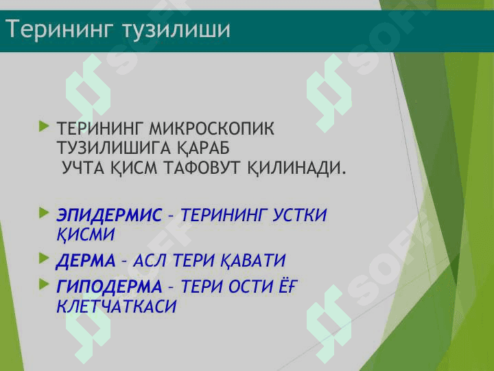 Терининг тузилиши, морфологик элементлари 4