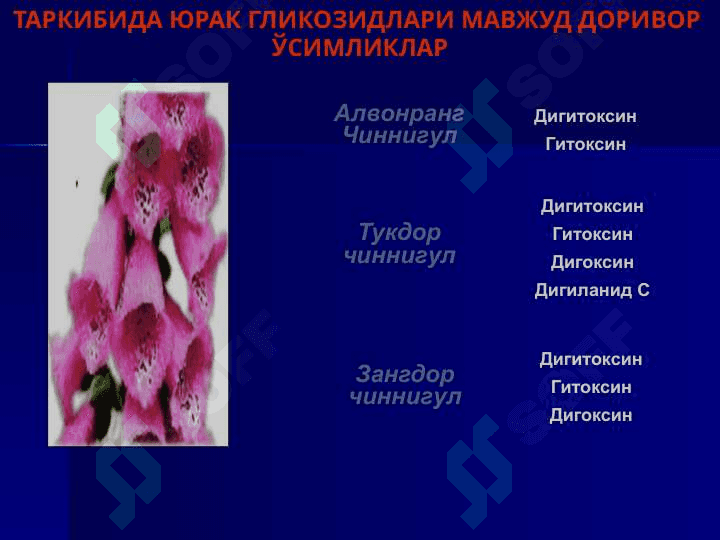 ТАРКИБИДА ЮРАК ГЛИКОЗИДЛАРИ МАВЖУД ДОРИВОР  ЎСИМЛИКЛАР 2