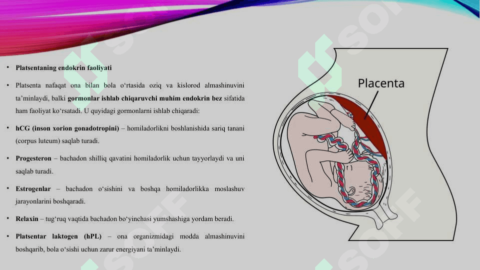 Platsenta, jigar Yuraklarning endokrin faoliyati 3