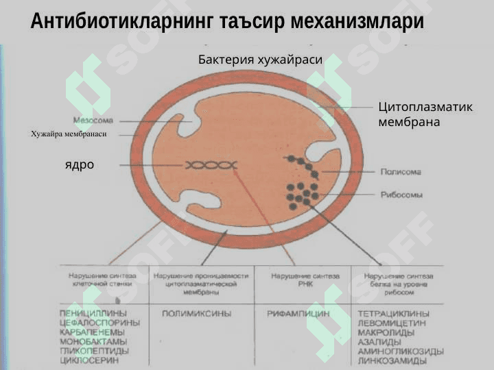 Химиотерапиянинг асосий мезонлари.  Антибиотиклар 8